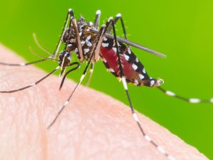 Sesau confirma: Alagoas registrou apenas uma morte por dengue em 2018