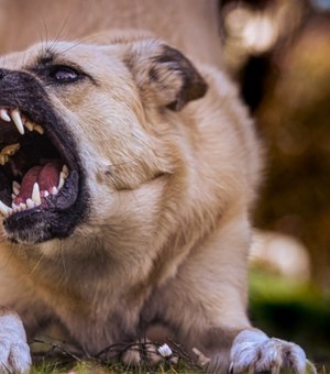 Mulher denuncia ataques de cães soltos e dono é autuado por omissão em Coité do Nóia