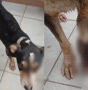 Duas mulheres são indiciadas por maus-tratos a cães após morte de animal em Maceió
