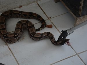 Visita inesperada: jiboia é encontrada no Francês