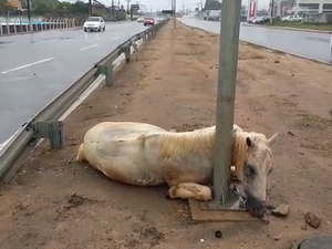 Descarga elétrica resultou na morte de cavalo na AL-220, em Arapiraca