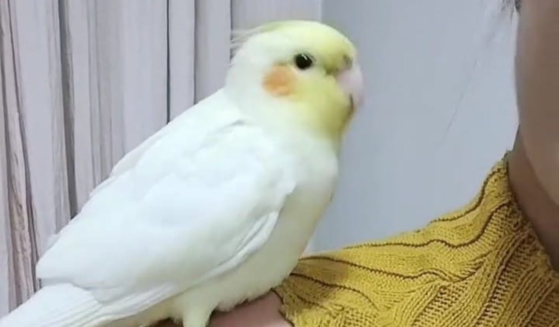 Calopsita de estimação desaparece e família faz apelo para encontrá-la em Arapiraca