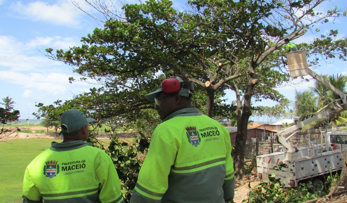 Confira a programação de poda de árvores em Maceió