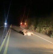 [Vídeo] Motoqueiro fica ferido ao bater veículo em jumento na AL 101 Norte