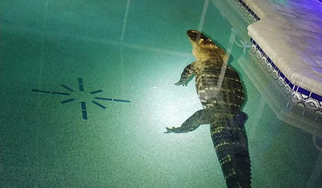 Família escuta barulho e encontra crocodilo de 3 metros em piscina