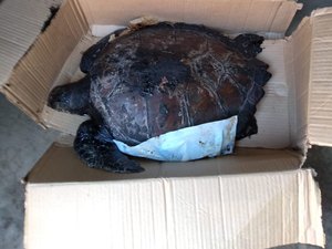 Instituto Biota lança cartilha com instruções para casos de intoxicação por petróleo presente nas praias 