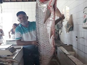 Peixe medindo 1.70 de altura é capturado no Rio São Francisco, em Piranhas