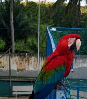 Arara vira atração em praça de Maceió e moradores temem pela segurança da ave