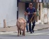 Porco descontrolado causa tumulto nas ruas do Centro de Maceió