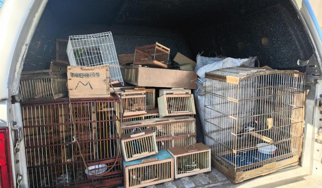 Protetor dos Biomas: PM apreende 442 animais silvestres em Alagoas