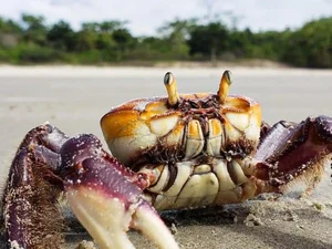 IMA alerta população sobre o período do defeso do caranguejo-uçá em Alagoas