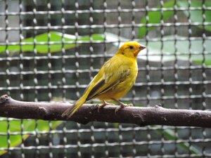 IMA alerta sobre a criação legal de animais silvestres; veja cuidados necessários