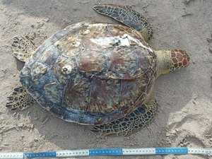 Tartaruga morre encalhada na Praia de Ponta Verde