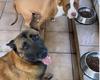 Cães só se alimentam após ouvirem o 'Amém' do tutor e vídeo viraliza nas redes