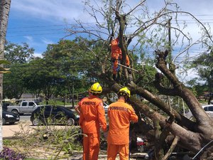 Comerciantes são atingidos por queda de árvore em avenida de Maceió