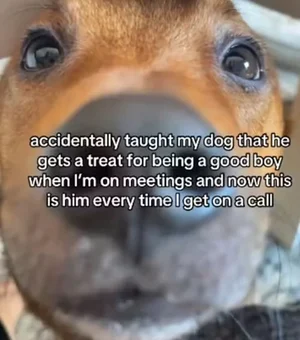 Caramelo negocia petiscos com tutora e encanta web pela inteligência