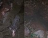 Moradores denunciam mau cheiro de pocilga e cobram providências em Coité