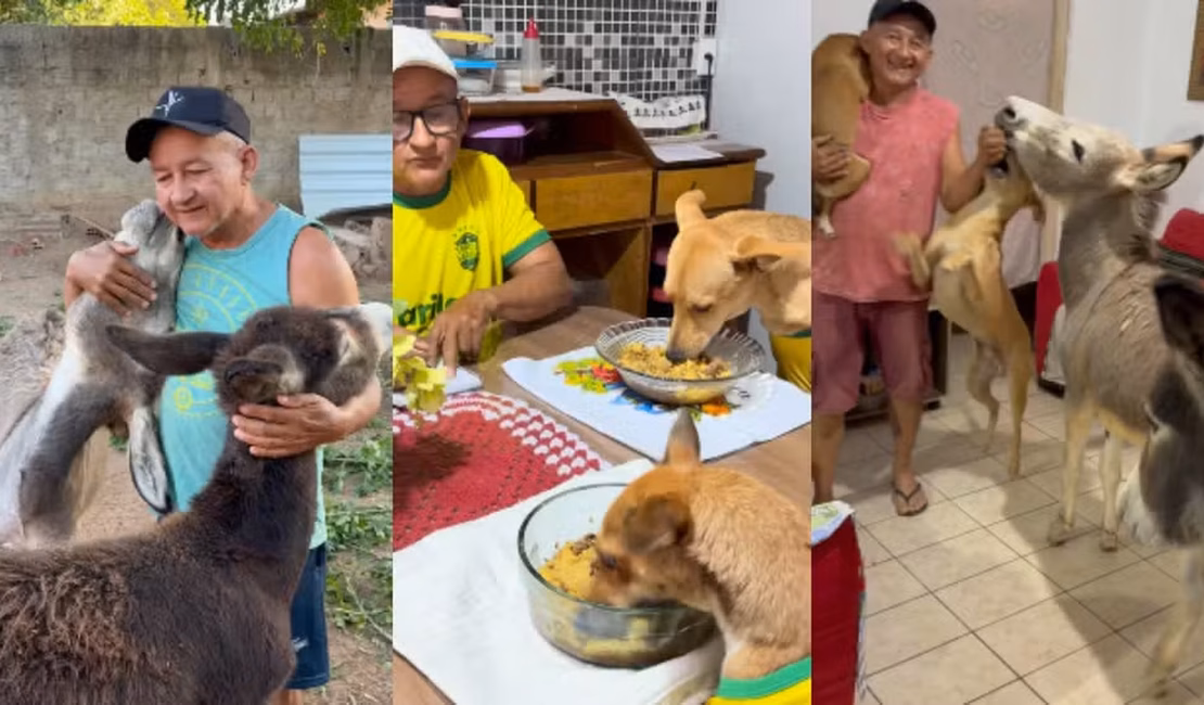 Cachorros sentam à mesa para comer em casa no Piauí