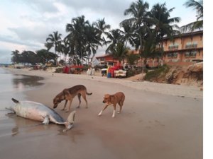 Golfinho morto é encontrado por banhistas em Marechal Deodoro