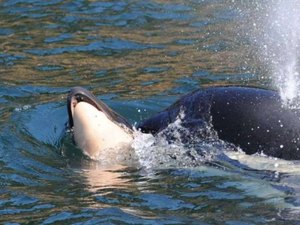 Orca carrega filhote morto há semanas e preocupa cientistas