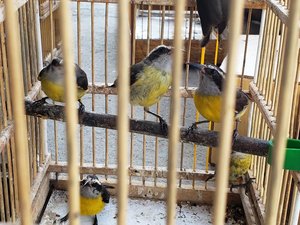 Dezenas de pássaros silvestres são apreendidos em feira livre de Maceió