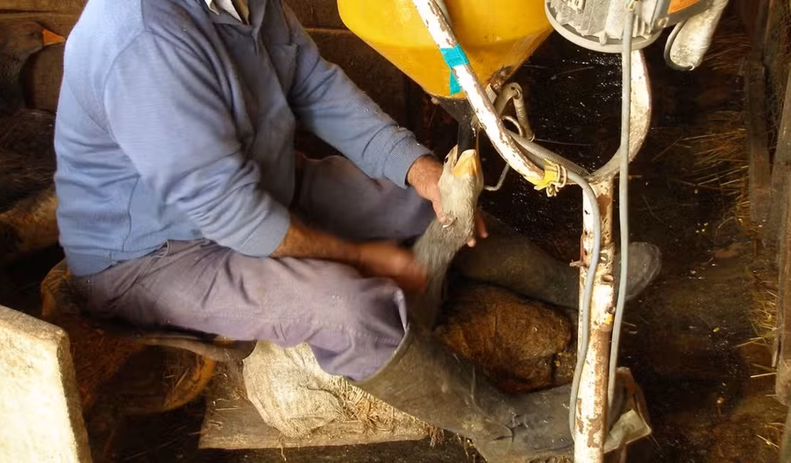 Governo Lula sanciona lei que proíbe venda de foie gras no Brasil