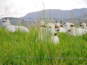 Secretário esclarece situação de marchantes
