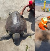 Tartaruga-oliva é encontrada morta na orla da Pajuçara, em Maceió