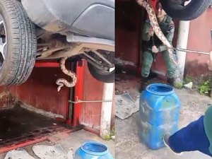 Jiboia de cerca de dois metros é resgatada embaixo de carro em Maceió