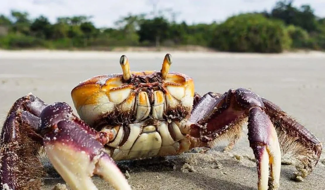 IMA alerta população sobre o período do defeso do caranguejo-uçá em Alagoas