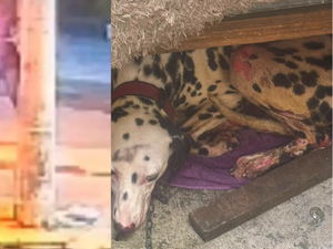 Cadela fica ferida após homem incendiar casa de tutora no bairro Santos Dumont