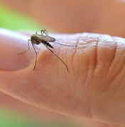 Fiocruz identifica mosquito comum com potencial de transmissão do vírus Zika