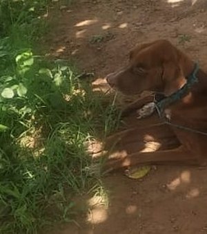 PM prende homem acusado de maltratar cachorro em São Brás