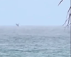 Baleia encanta banhistas com espetáculo raro na praia da Jatiúca