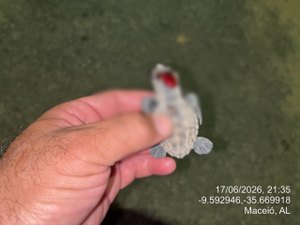 Filhotes de tartarugas morrem após desorientação causada por fotopoluição em praia de Maceió