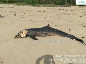 Golfinho morto é encontrado na praia de Jequiá da Praia