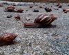 Chuvas no Agreste favorecem proliferação do caramujo; veja como se proteger