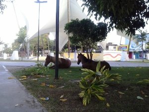 Em busca de alimento, cavalos invadem praça no centro de Arapiraca