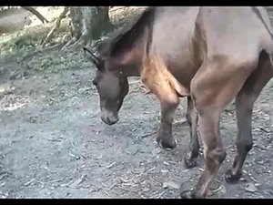 Cavalo manco viraliza na internet e ganha vaquinha para custear tratamento