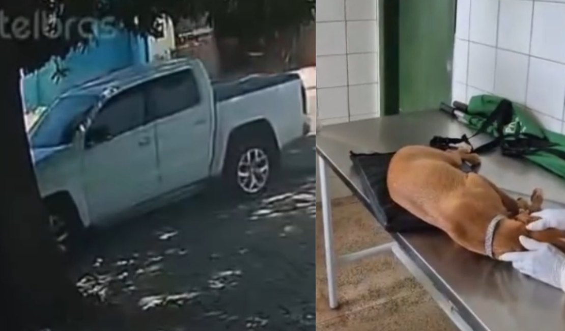 Cachorrinha fica paraplégica após ser atropelada por motorista de Hilux no Feitosa; suspeito foi identificado