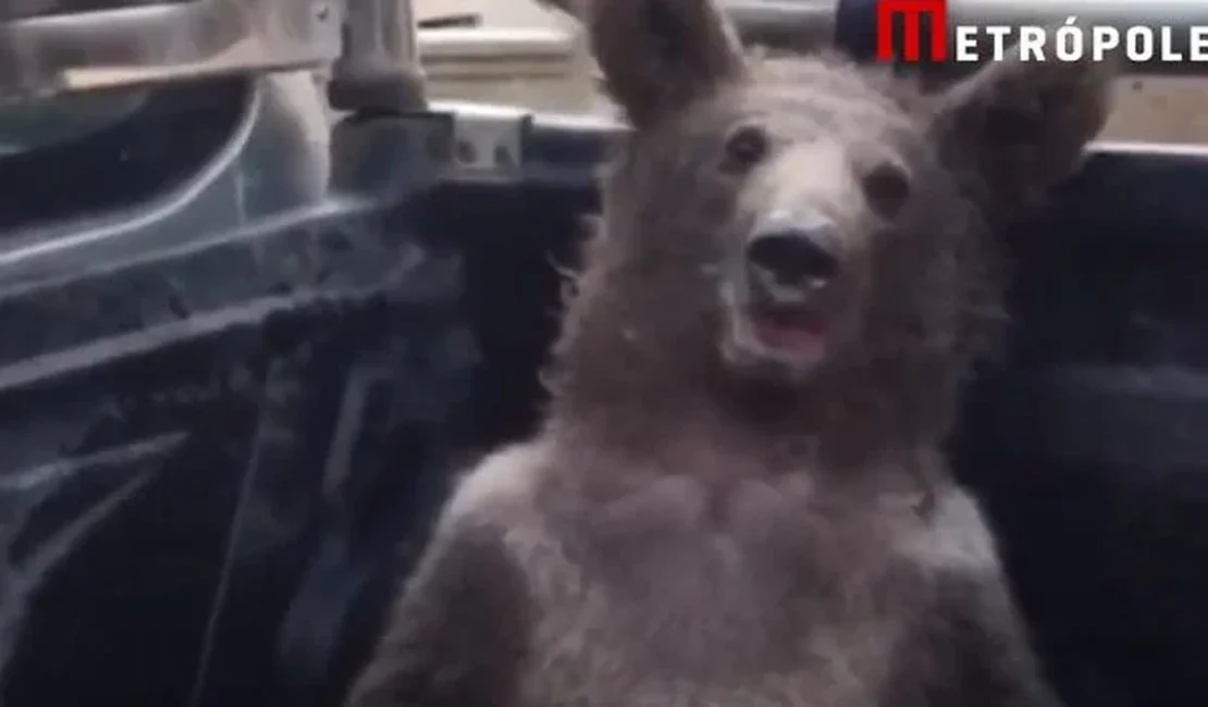 Vídeo: urso é resgatado após comer mel alucinógeno na Turquia