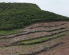 Maior desmatamento já flagrado pela FPI em Alagoas devasta área equivalente a 800 campos de futebol