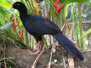 Mutum-de-Alagoas: primeira espécie será reintroduzida à natureza este mês