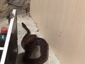 Cobra é encontrada dentro de quarto de gestante em residência no município de Penedo