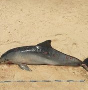 Golfinho é encontrado morto no litoral sul de Alagoas