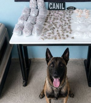 Cão farejador encontra quase 1 kg de drogas em área de mata em Arapiraca