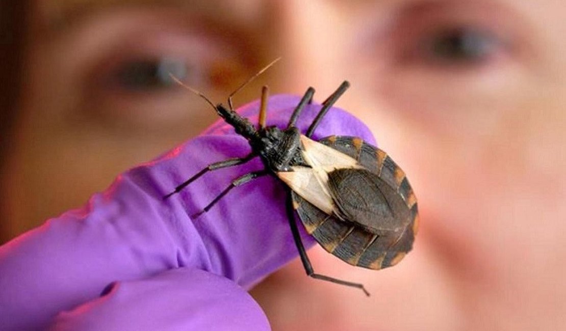 Saúde de Maceió orienta sobre diagnóstico e tratamento da Doença de Chagas