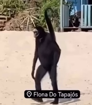Macaco-aranha: conheça espécie que viralizou com vídeo no Pará