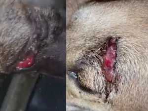 Polícia investiga maus-tratos contra cães comunitários em São Miguel dos Campos