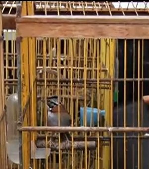 Polícia Ambiental resgata pássaros silvestres que eram comercializados em Maceió